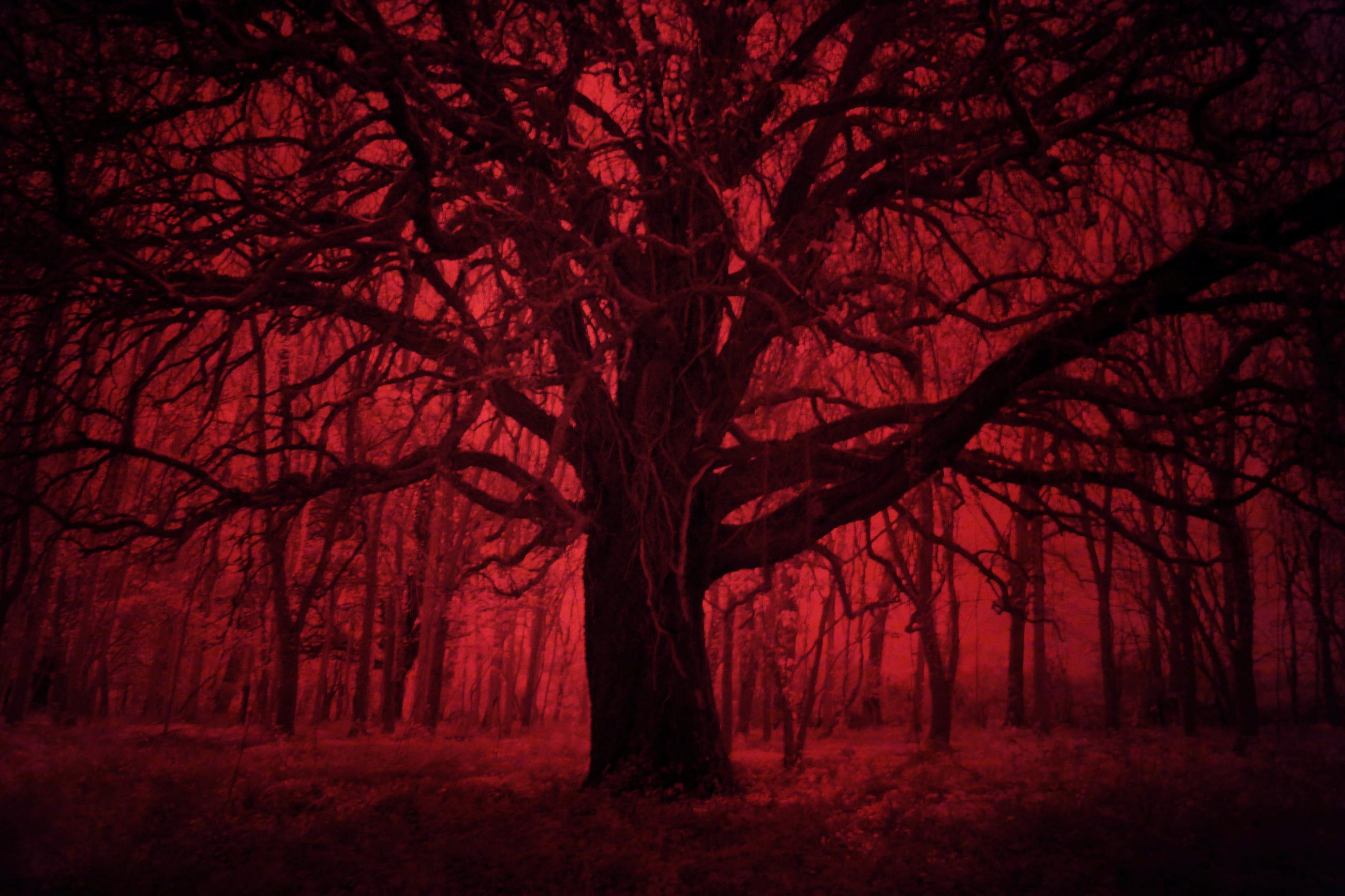 La forêt écarlate Patrick Bard