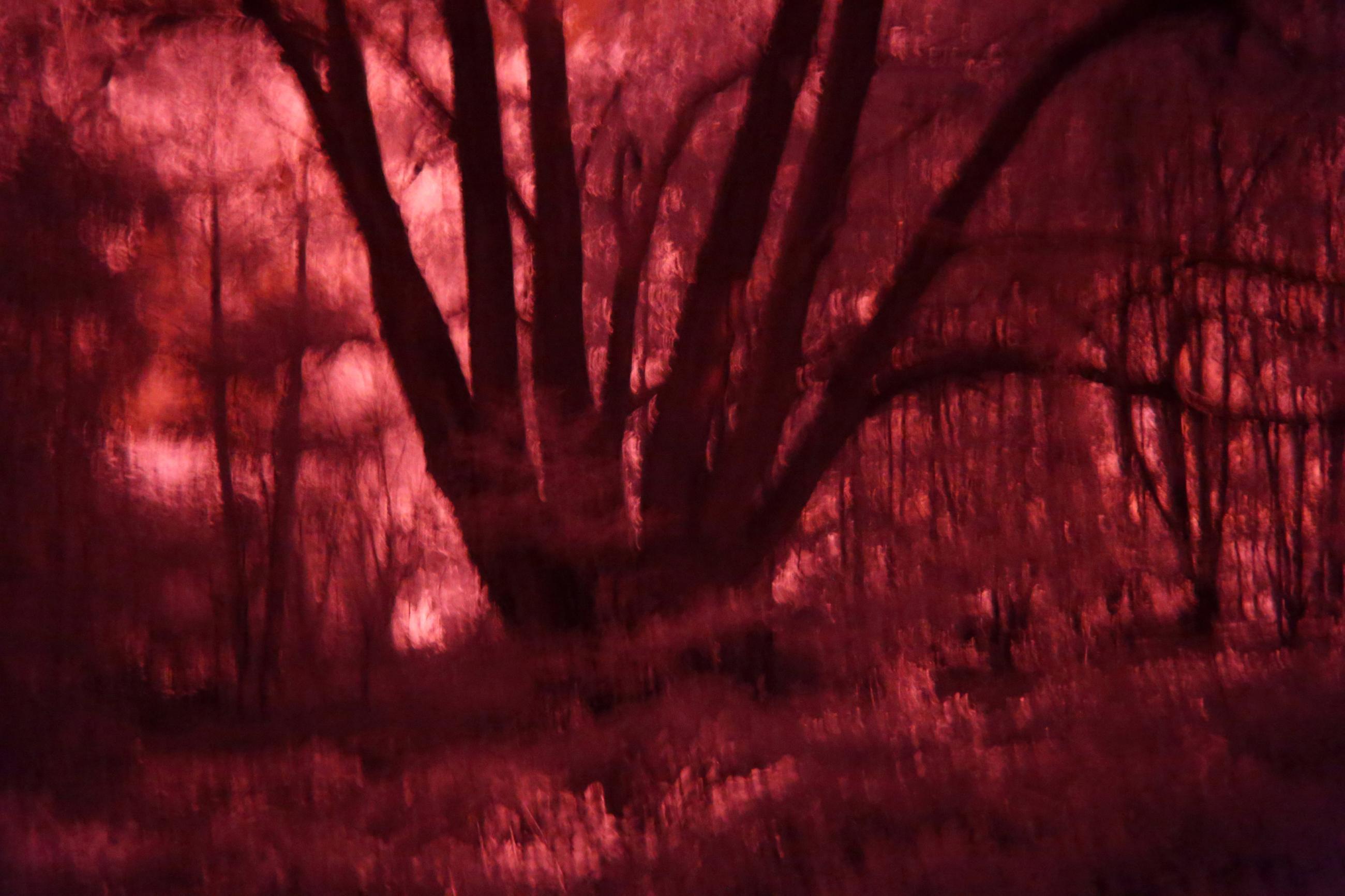 La forêt écarlate Patrick Bard