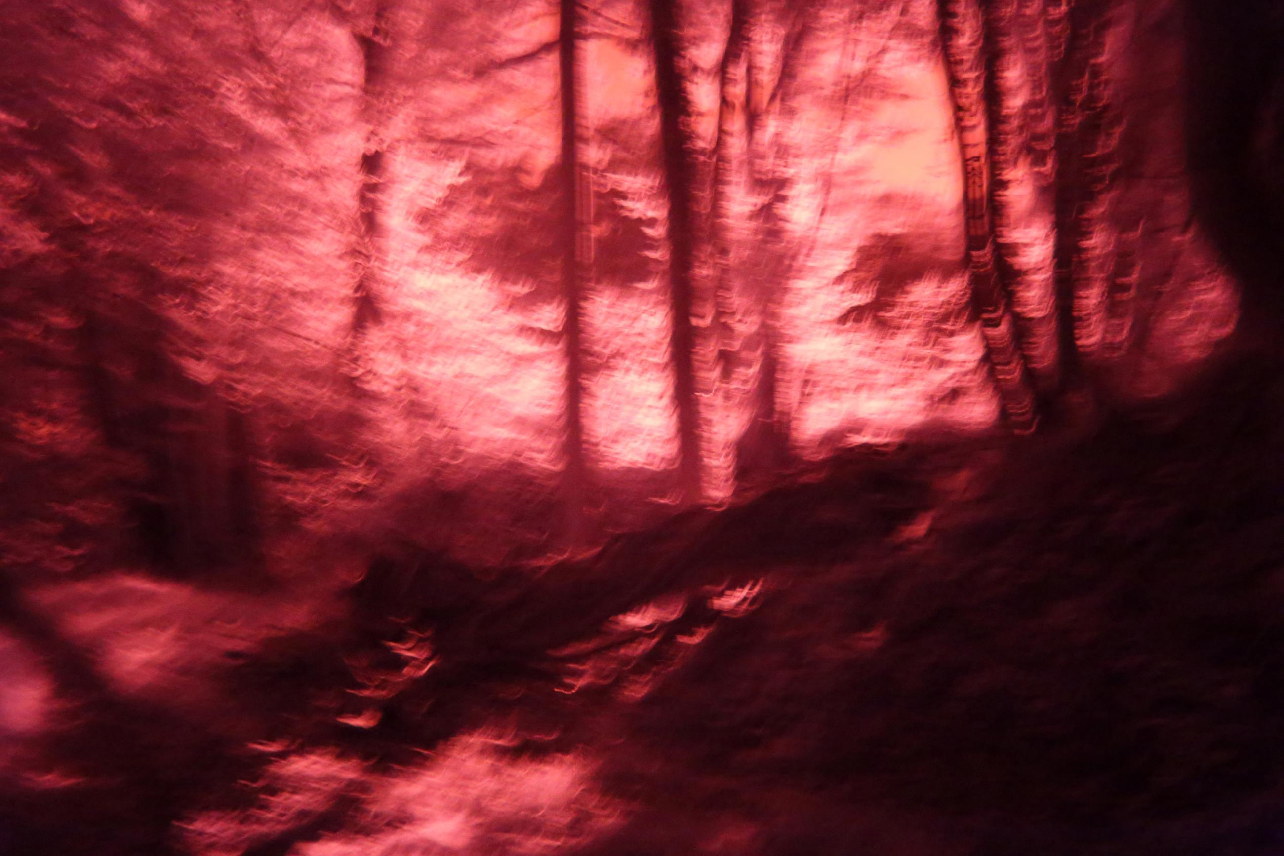 La forêt écarlate Patrick Bard