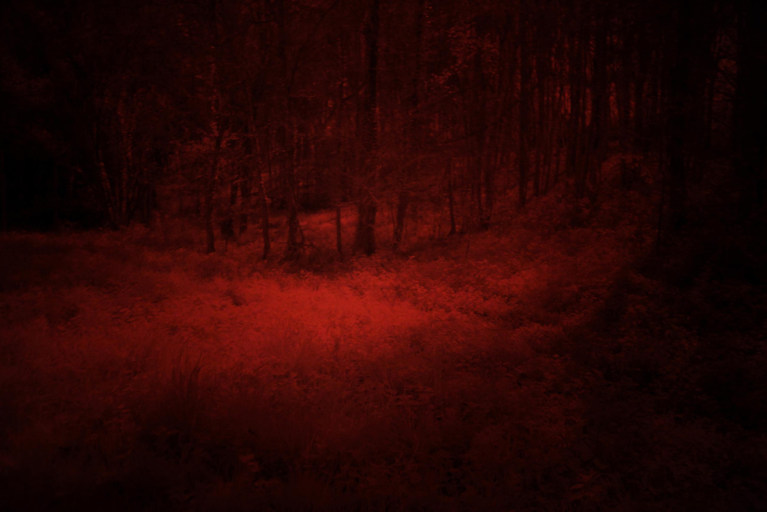 La forêt écarlate Patrick Bard