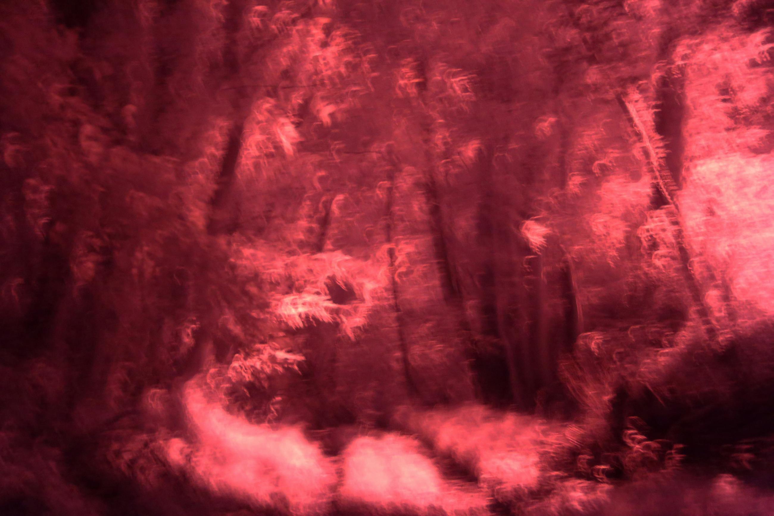 La forêt écarlate Patrick Bard