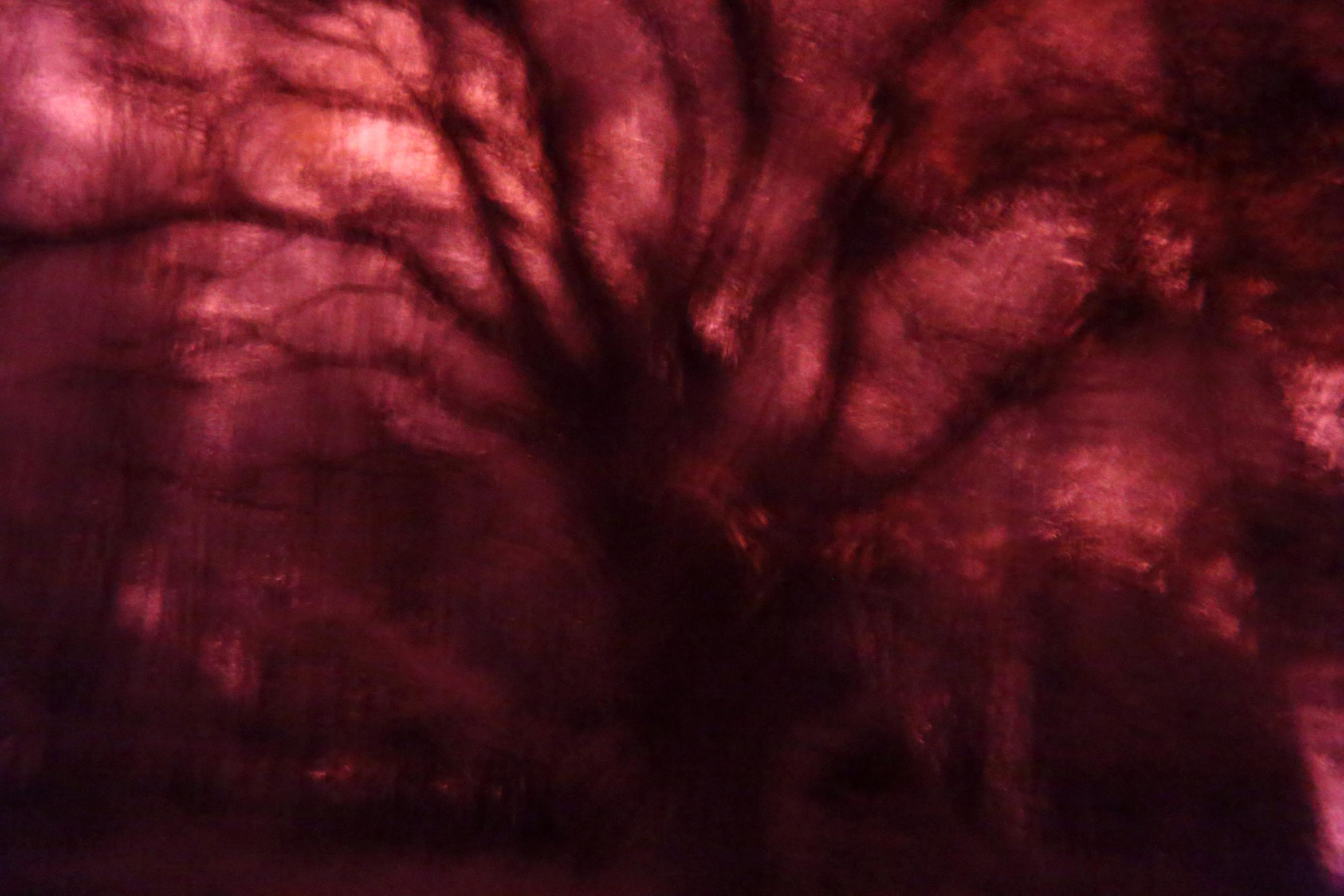 La forêt écarlate Patrick Bard