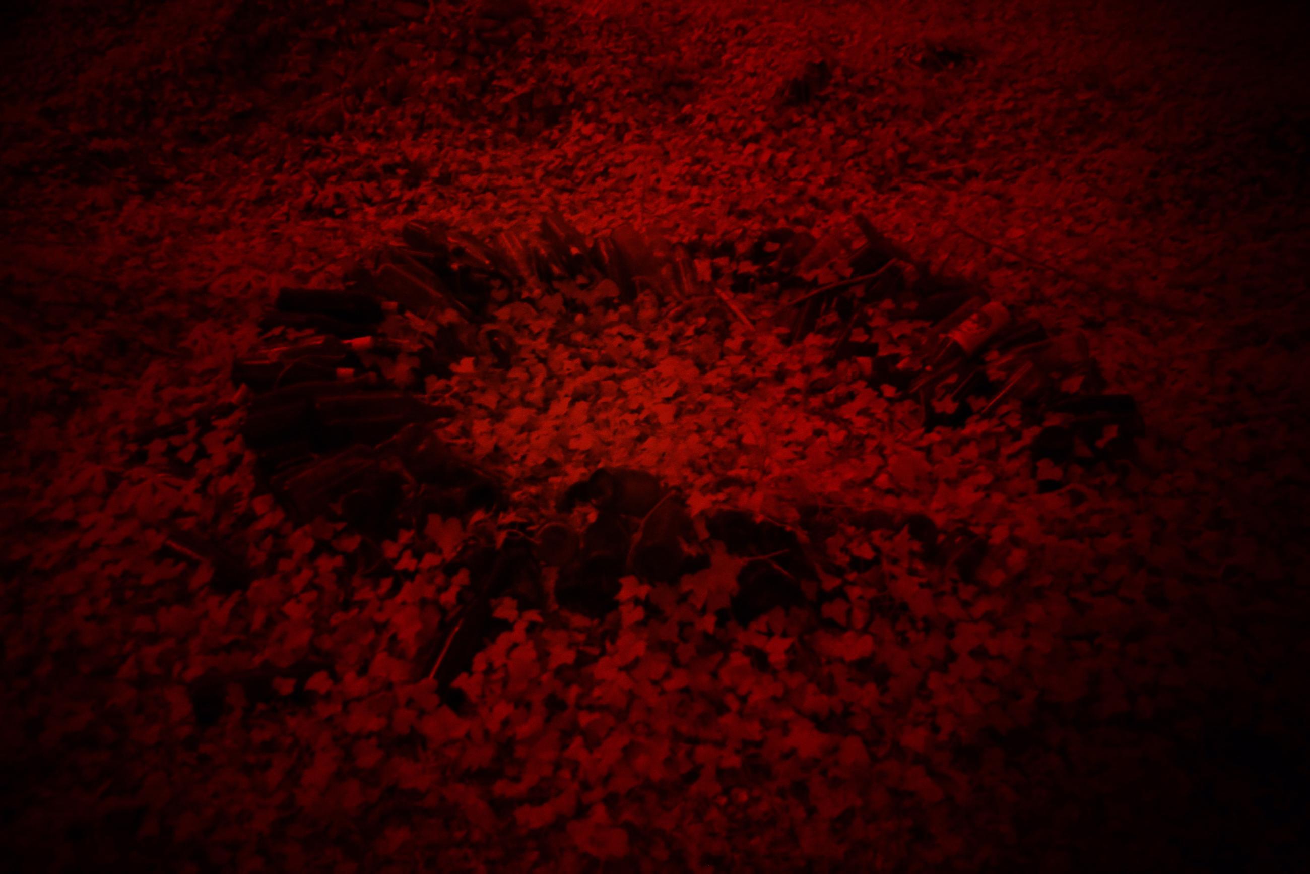 La forêt écarlate Patrick Bard