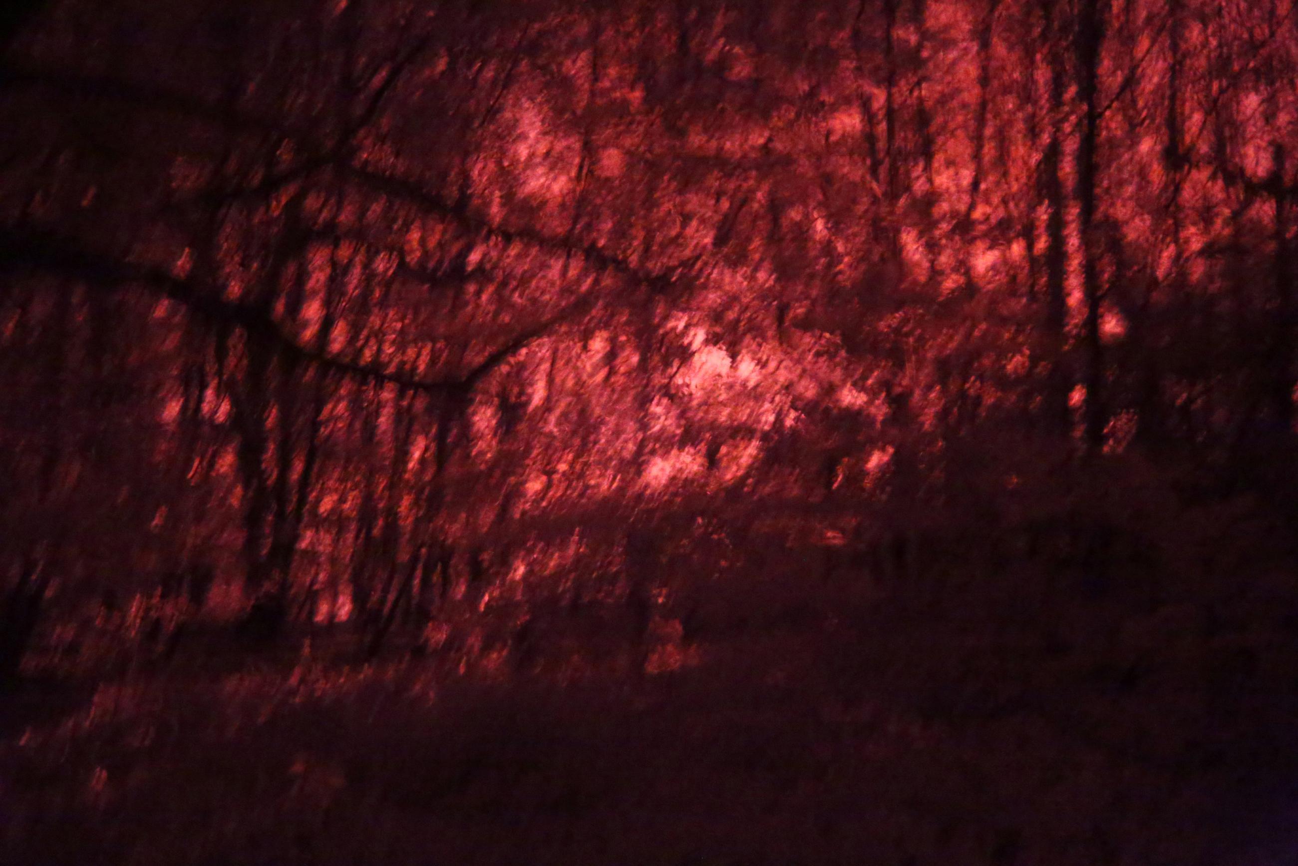 La forêt écarlate Patrick Bard