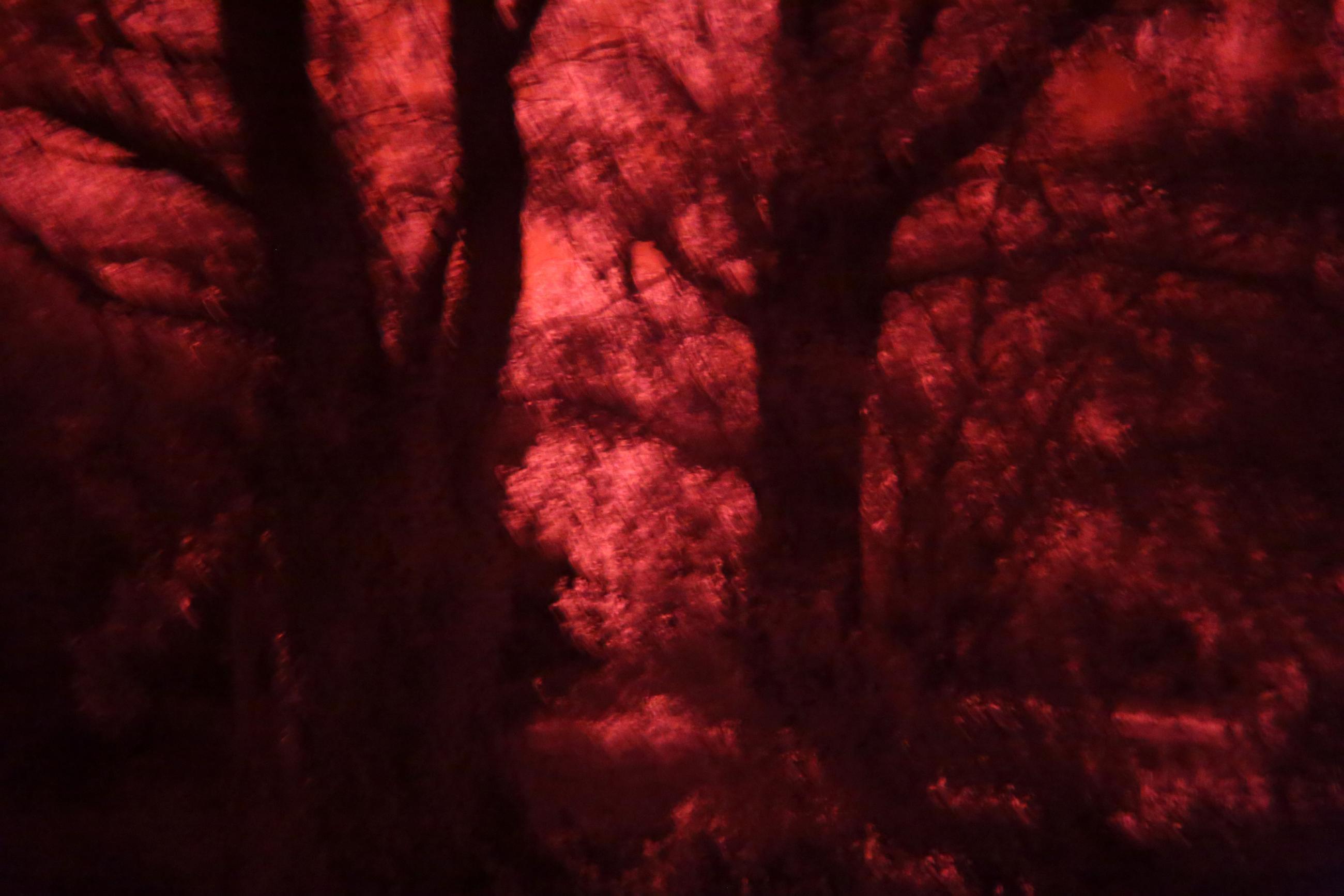 La forêt écarlate Patrick Bard