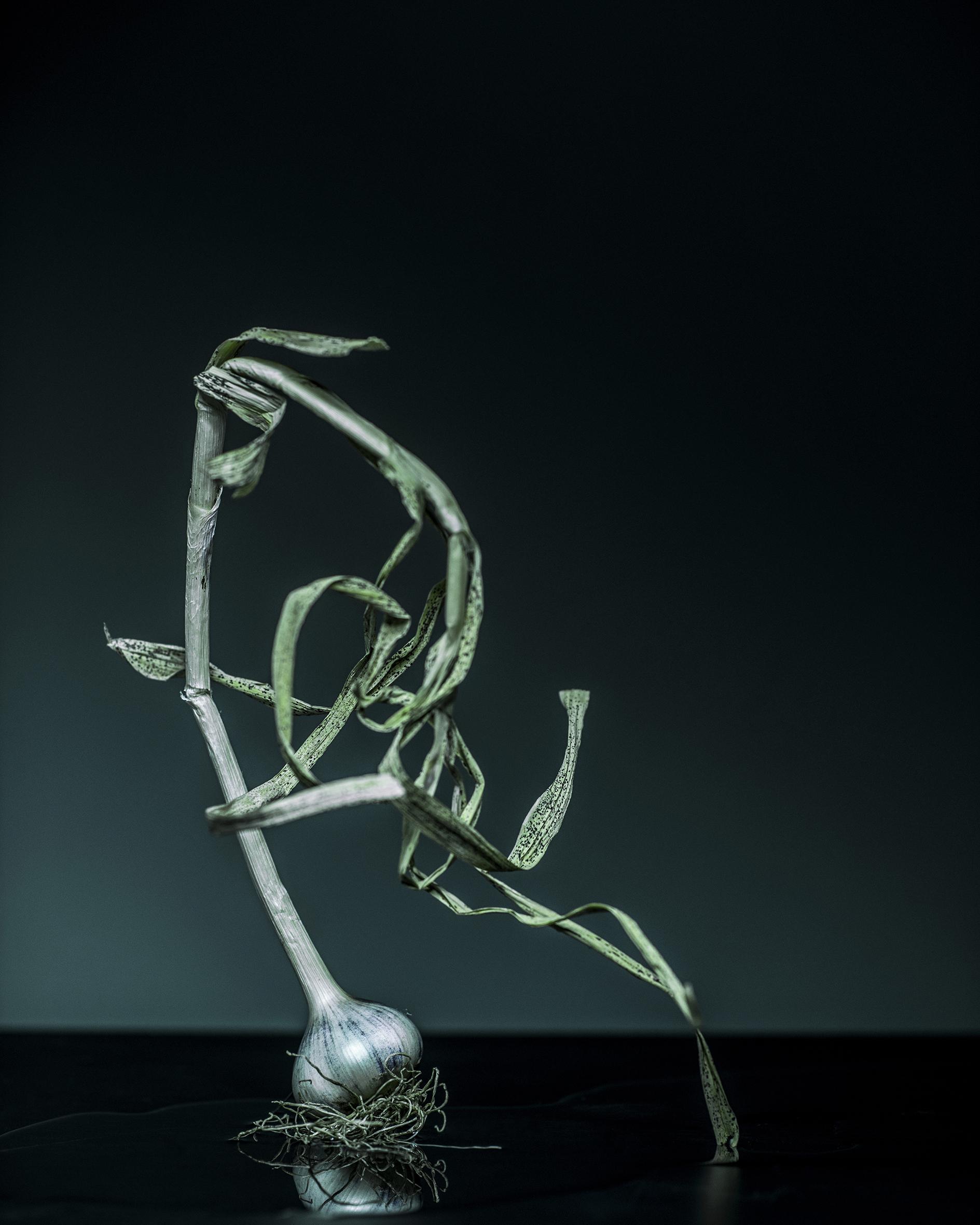 Still life Joanna Tarlet Gauteur