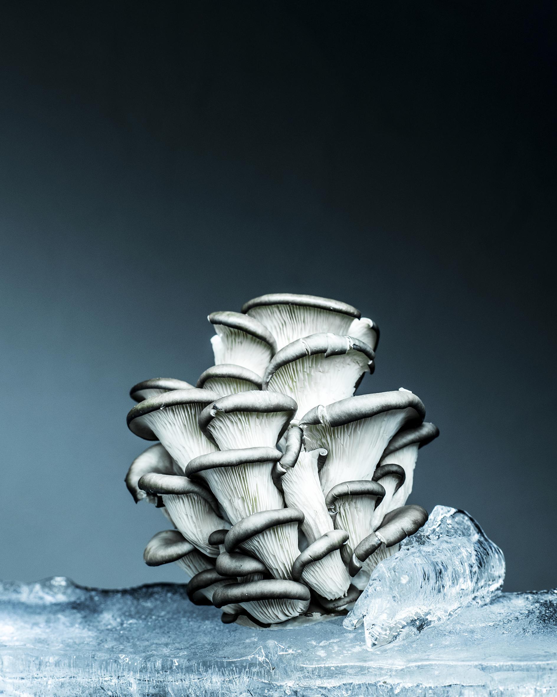 Still life Joanna Tarlet Gauteur