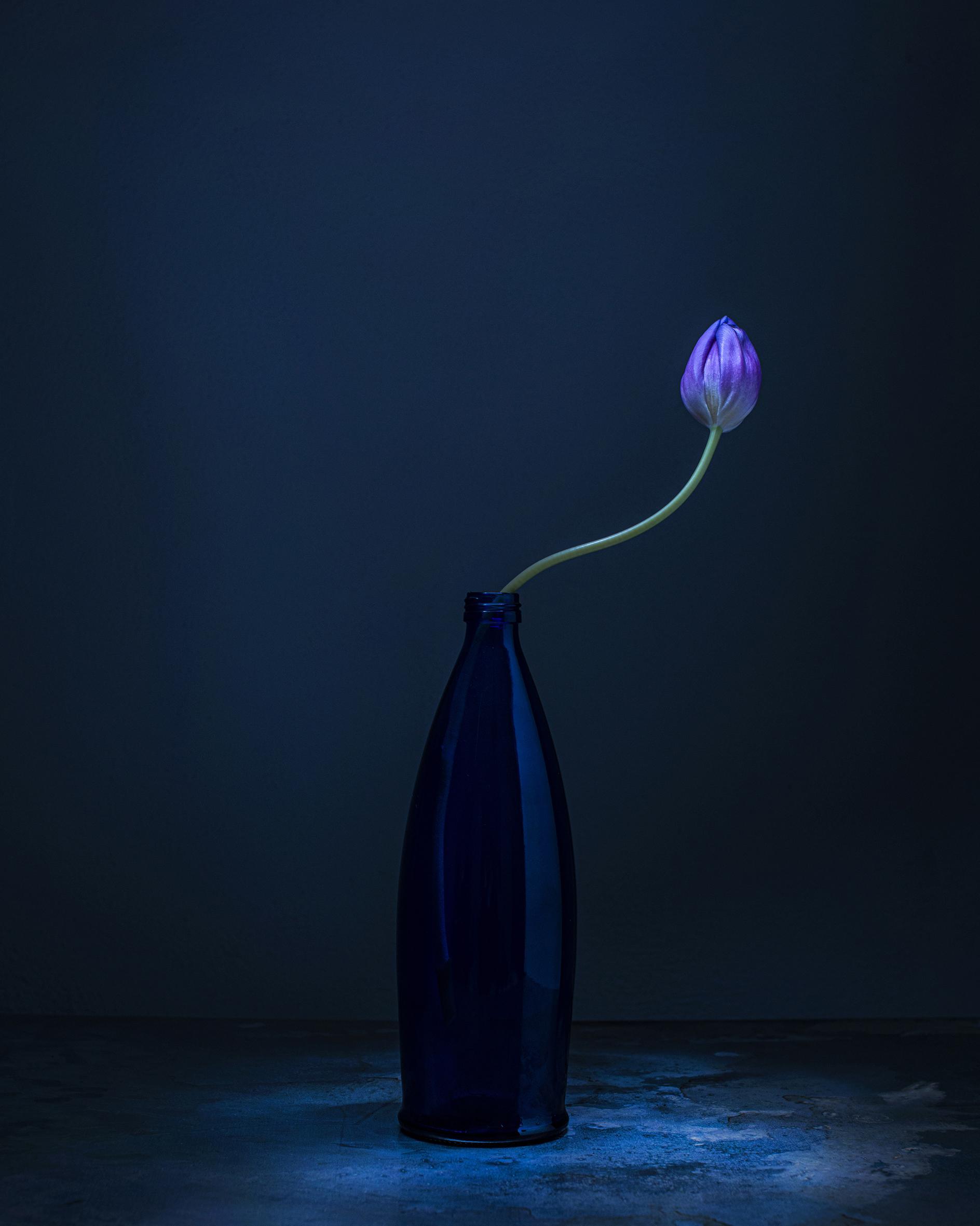 Dancing Tulips Joanna Tarlet Gauteur