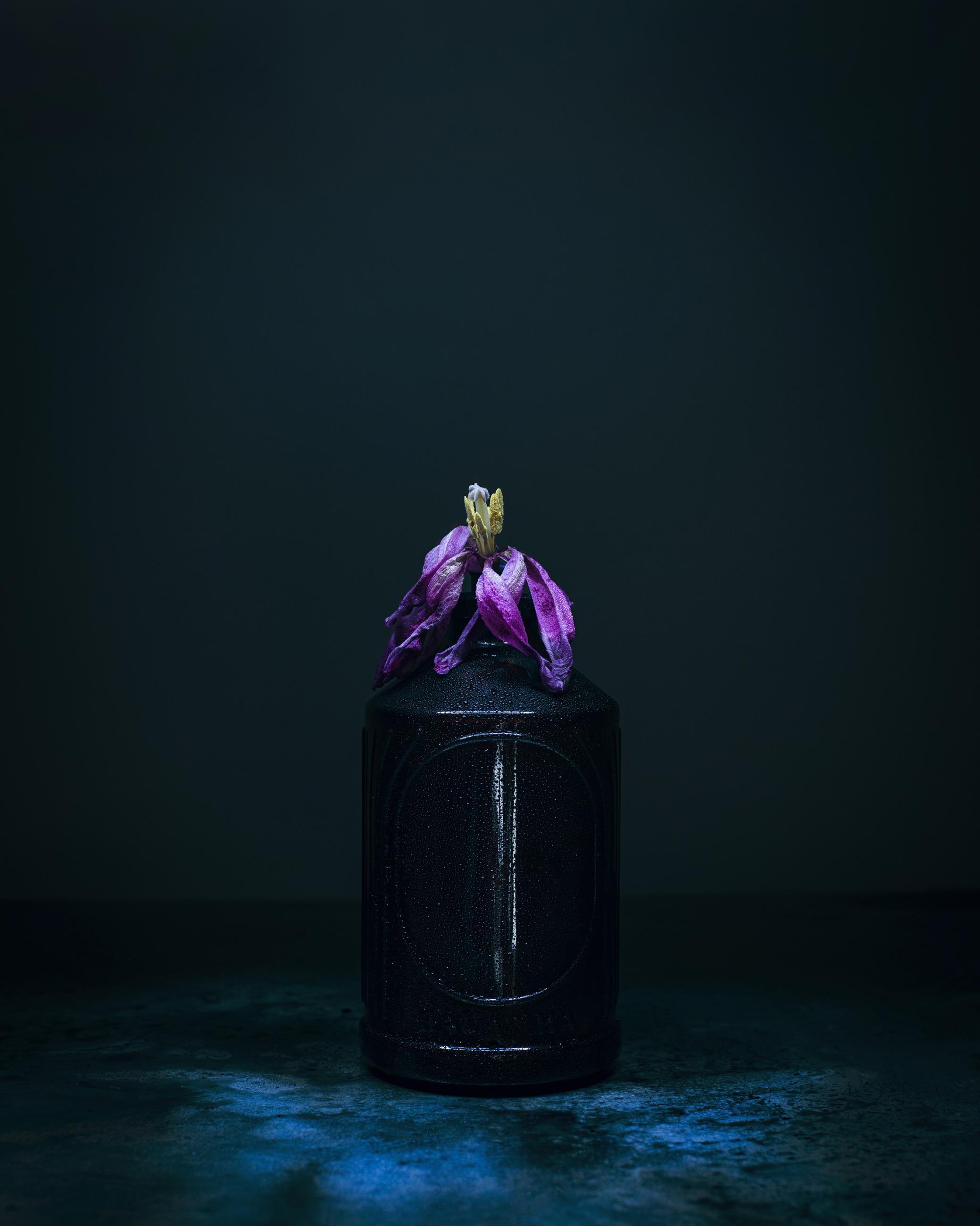 Dancing Tulips Joanna Tarlet Gauteur