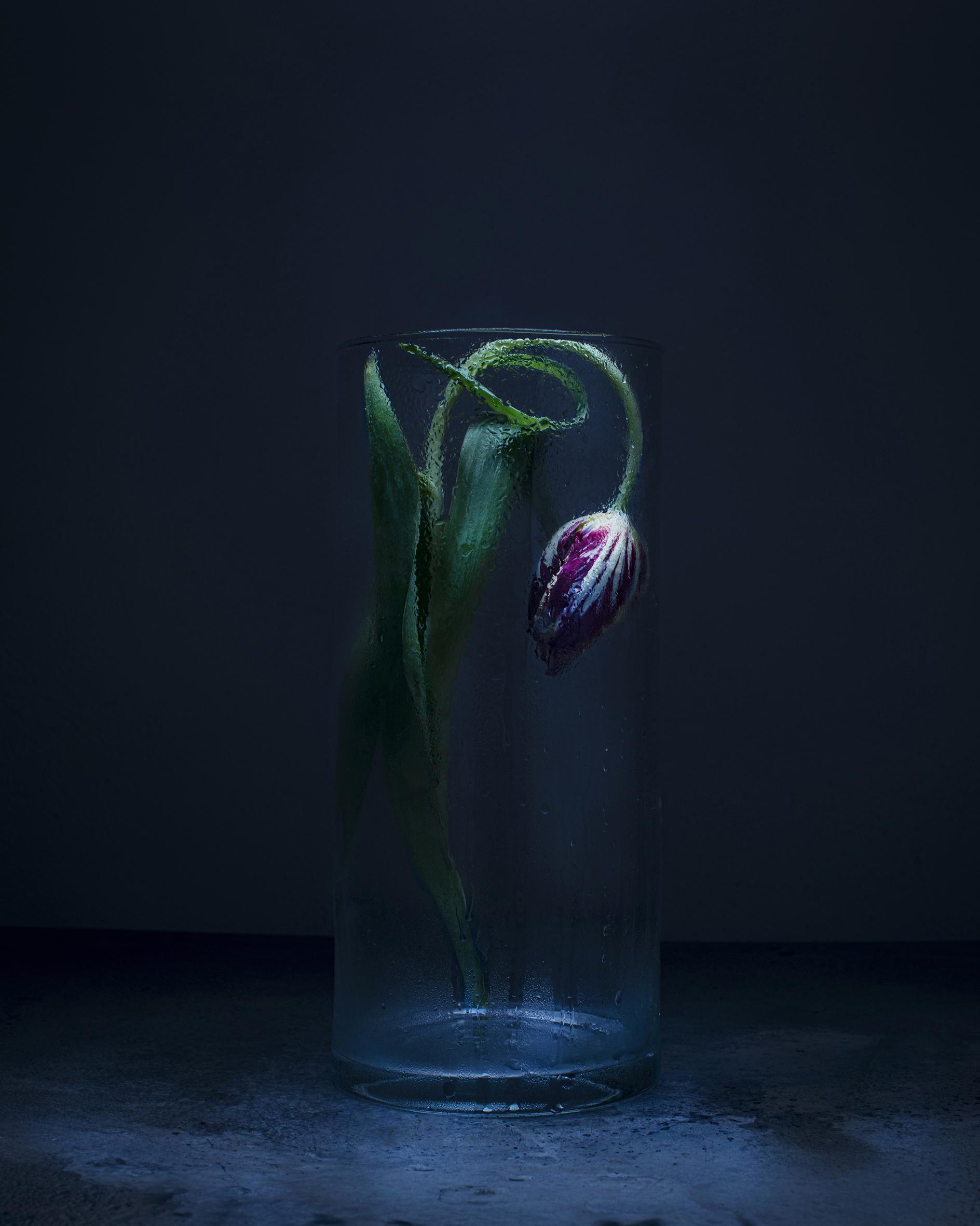 Dancing Tulips Joanna Tarlet Gauteur