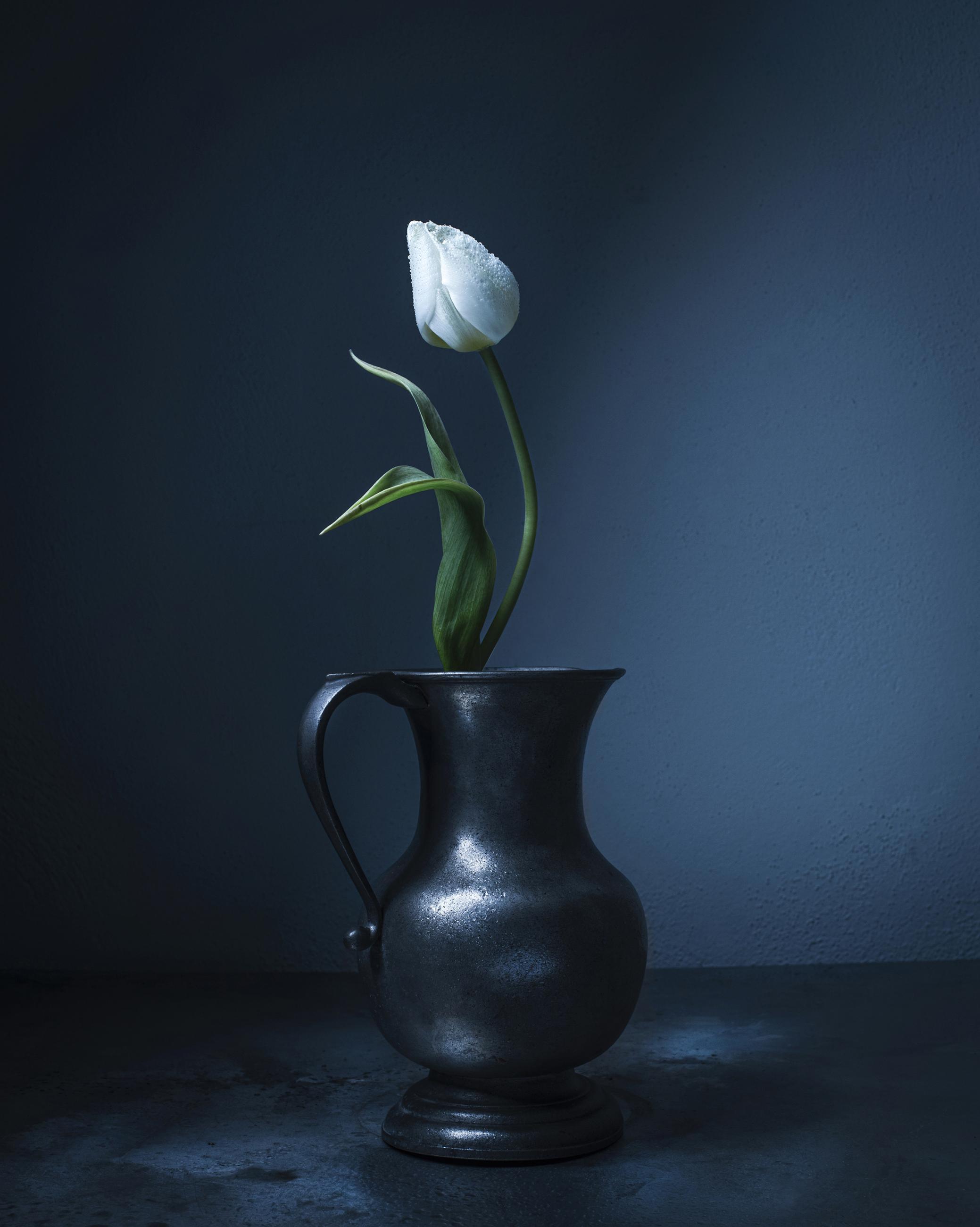 Dancing Tulips Joanna Tarlet Gauteur