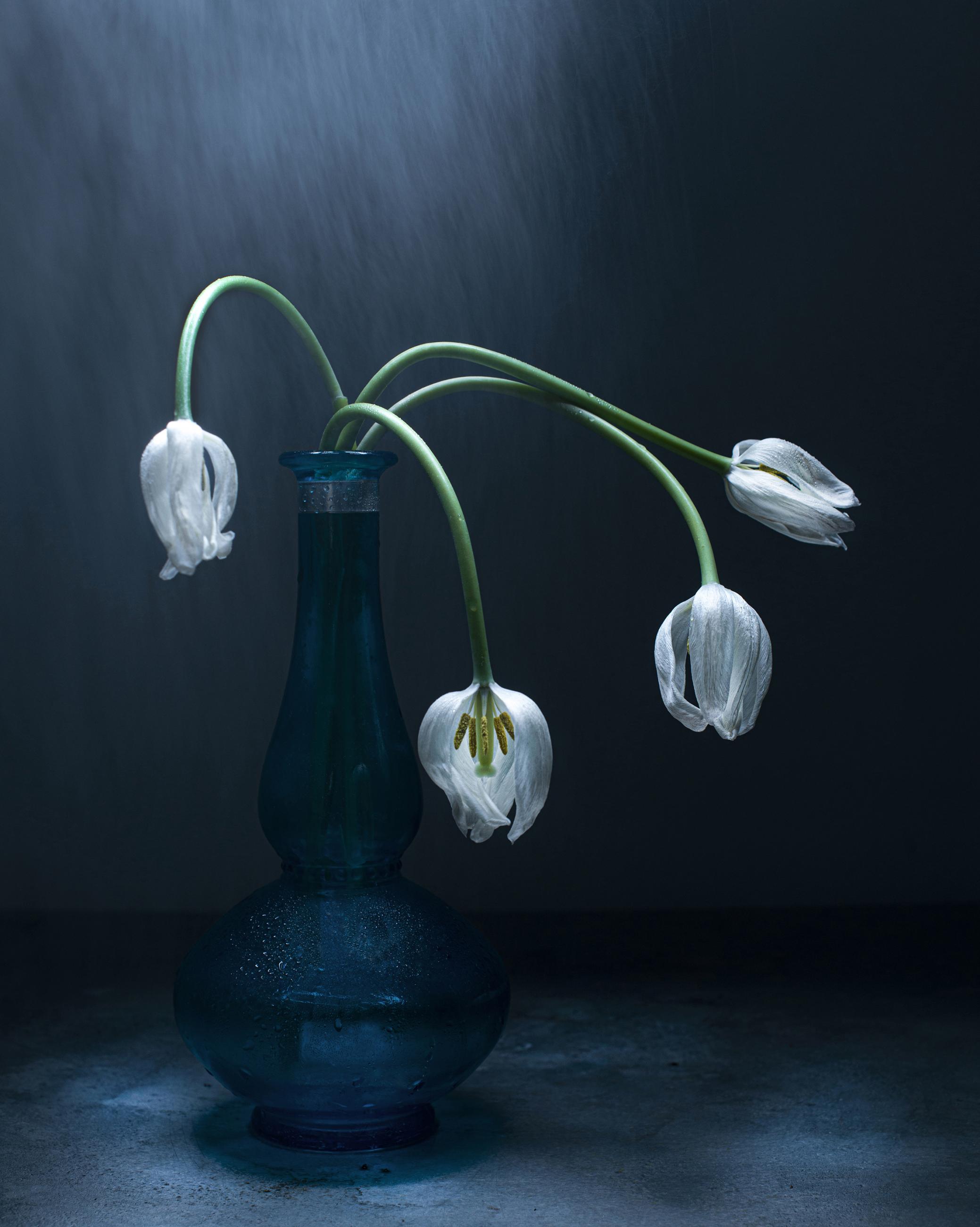 Dancing Tulips Joanna Tarlet Gauteur