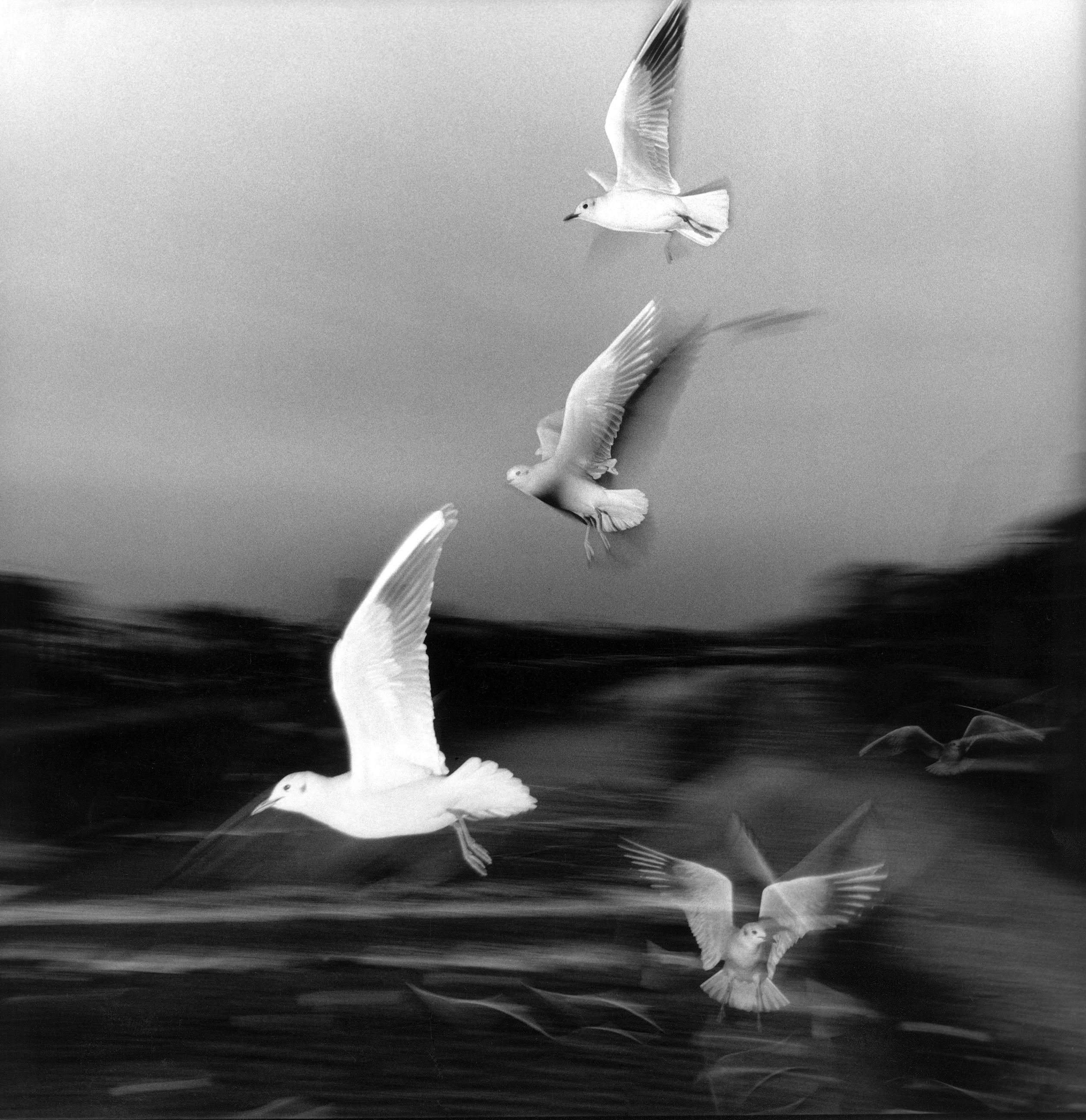 Gaijin story Xavier Lambours