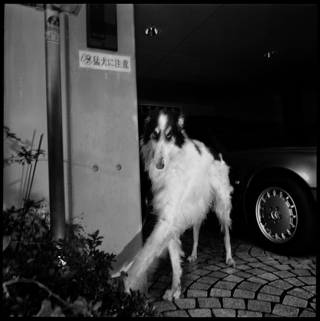 Gaijin story Xavier Lambours