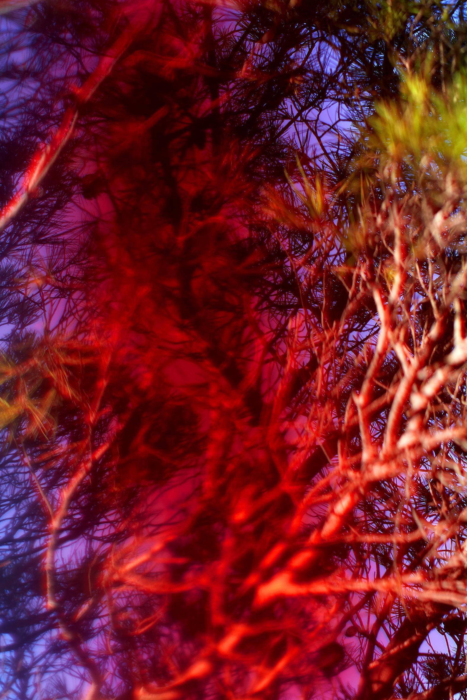 Insulaire, sur les traces de Saint-John Perse Sandrine Expilly