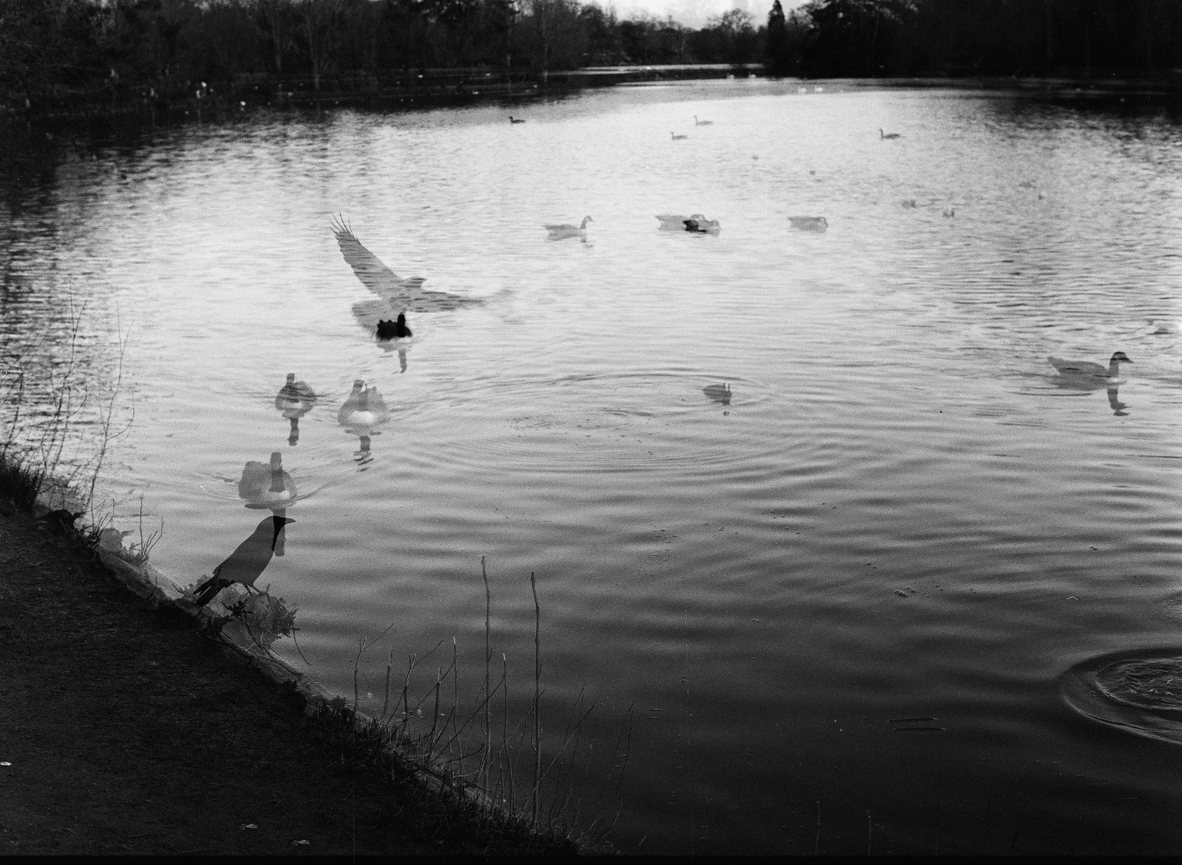 Fleurs et jardins Carole Bellaïche