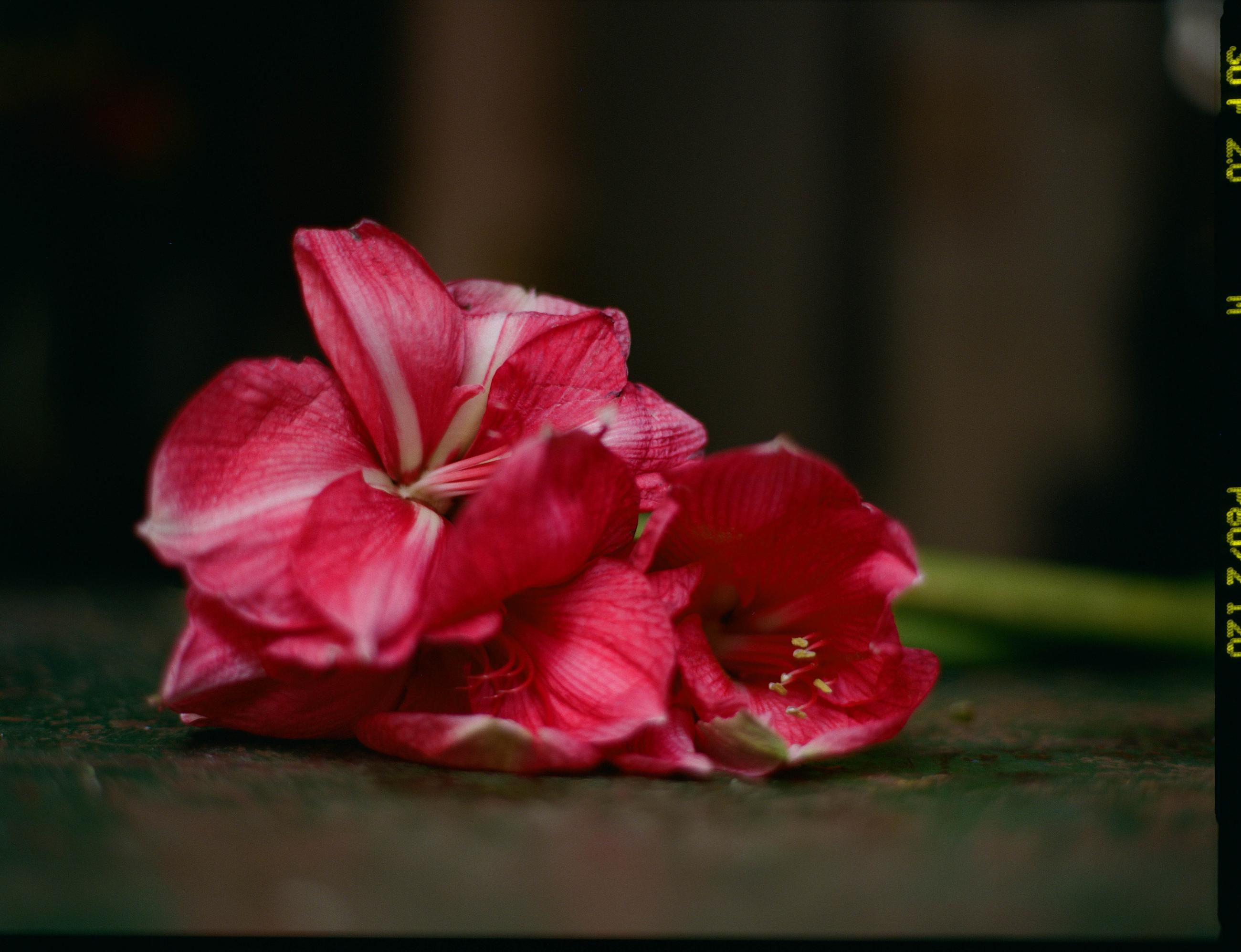 Fleurs et jardins Carole Bellaïche