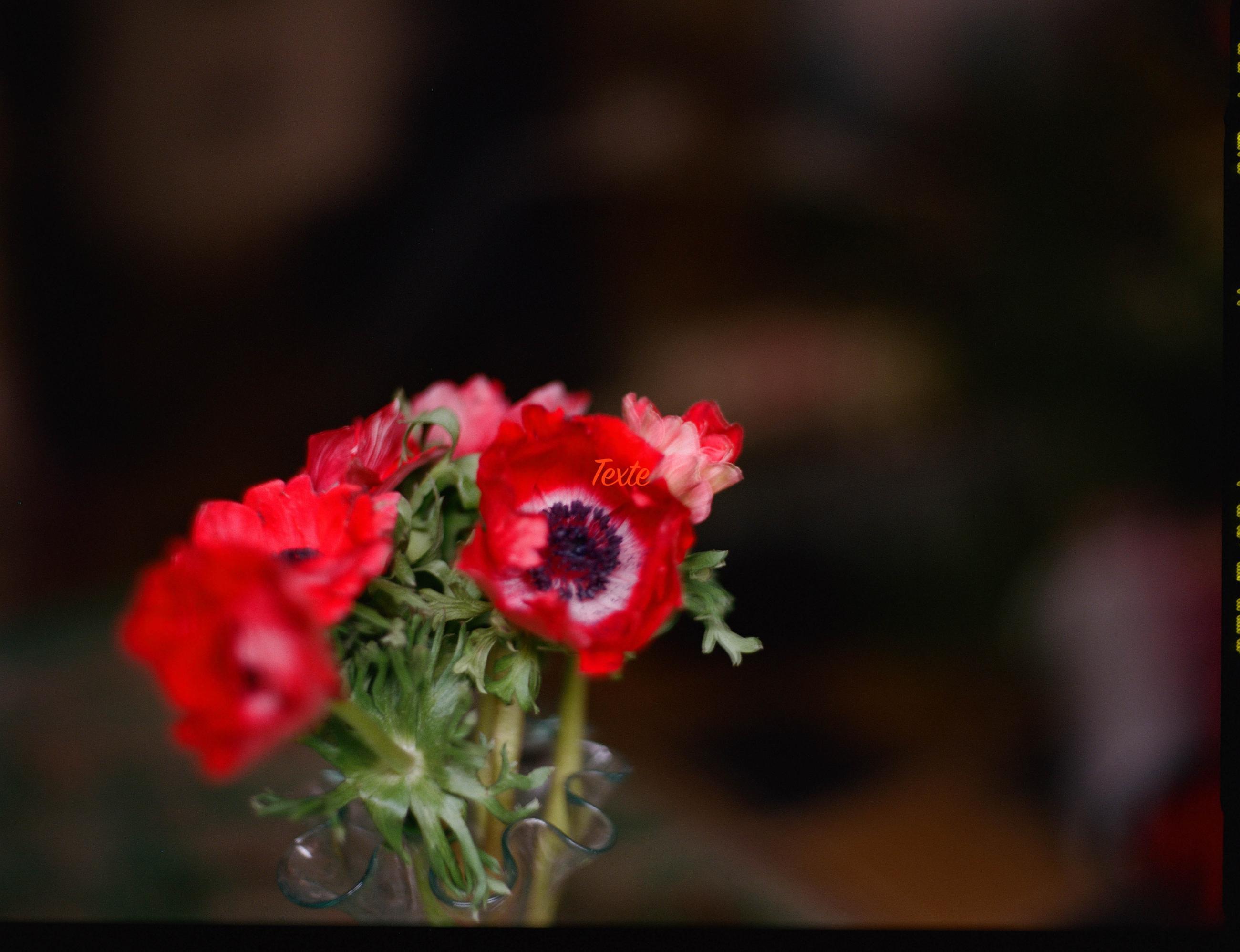 Fleurs et jardins Carole Bellaïche