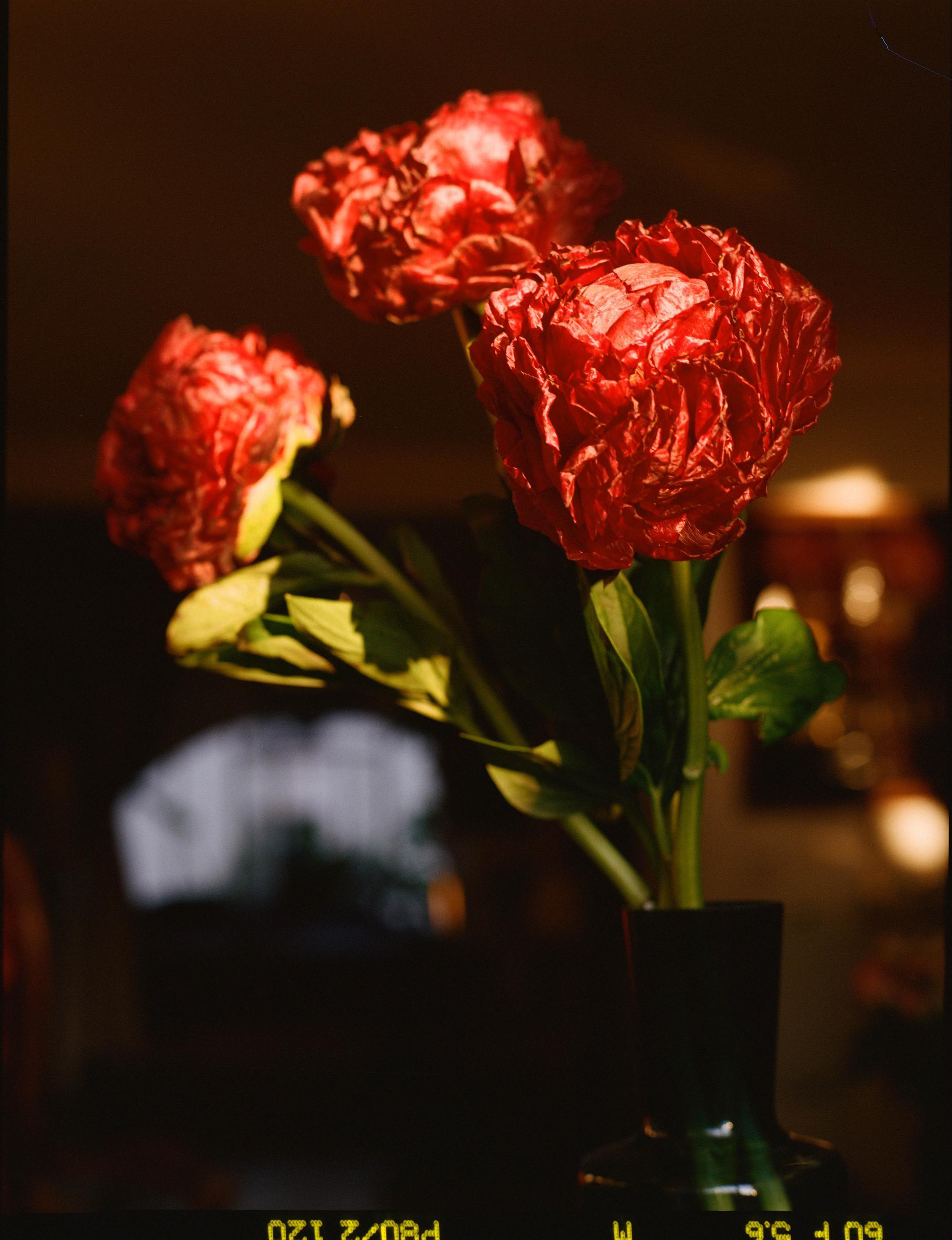 Fleurs et jardins Carole Bellaïche