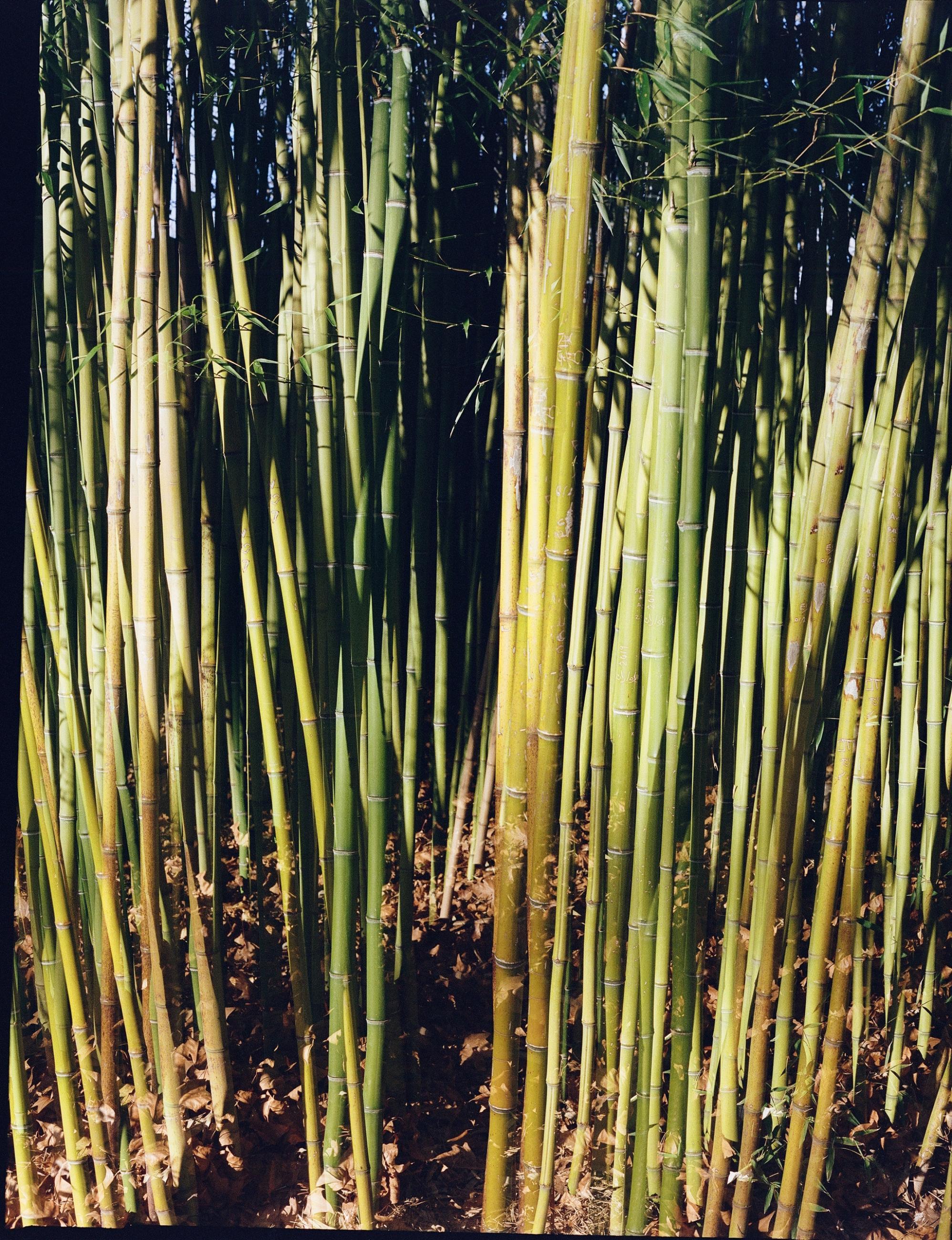 Fleurs et jardins Carole Bellaïche