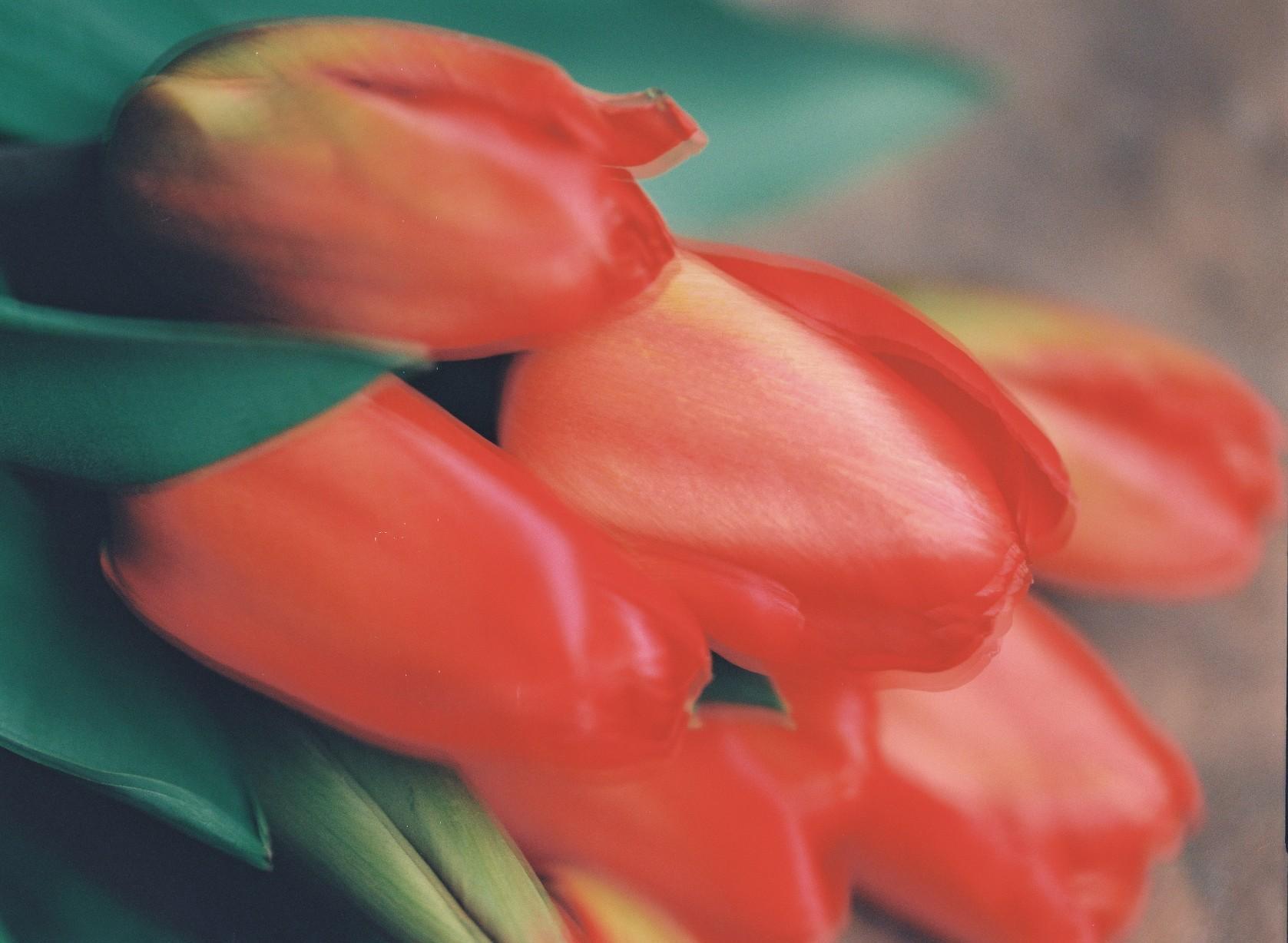 Fleurs et jardins Carole Bellaïche