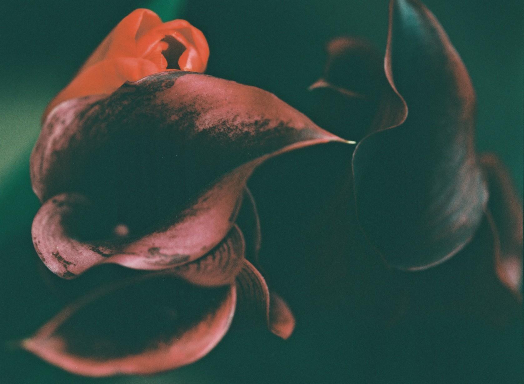 Fleurs et jardins Carole Bellaïche