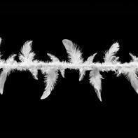 Entre les barbelés Ludovic Alussi