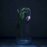 Dancing Tulips Joanna Tarlet Gauteur