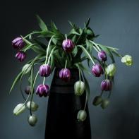 Dancing Tulips Joanna Tarlet Gauteur