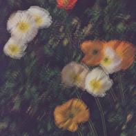 Fleurs et jardins Carole Bellaïche