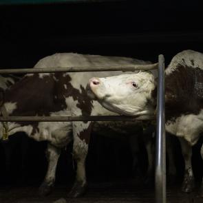 ABADIE_BERENGERE_003