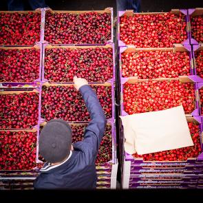 LEVILLAIN_RUNGIS_013