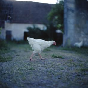 MLIESSE_POULETTES_005