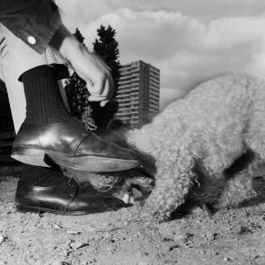Drôles de zèbres Xavier Lambours