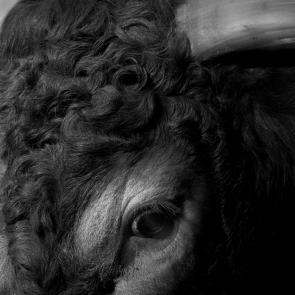 Drôles de zèbres Xavier Lambours