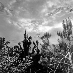 Drôles de zèbres Xavier Lambours