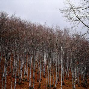 EROME_IRRELEVANCE_003