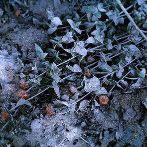 EROME_IRRELEVANCE_006