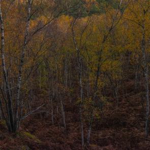 Promontoires du silence Didier Goupy
