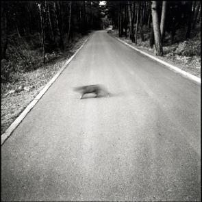 Drôles de zébres Xavier Lambours