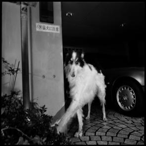 Drôles de zébres Xavier Lambours