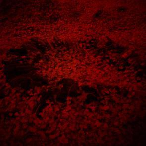 La forêt écarlate Patrick Bard