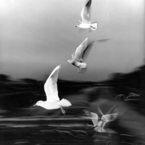 Gaijin story Xavier Lambours