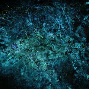 SEMENIAKO_LUCIOLES_001