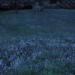 SEMENIAKO_LUCIOLES_004