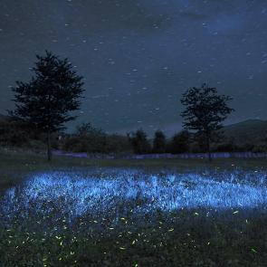 SEMENIAKO_LUCIOLES_005