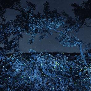 SEMENIAKO_LUCIOLES_008