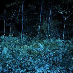 SEMENIAKO_LUCIOLES_009