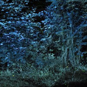 SEMENIAKO_LUCIOLES_012