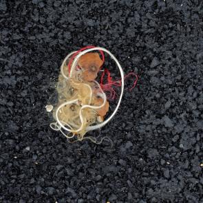 Déambulation dérogatoire Michel Séméniako